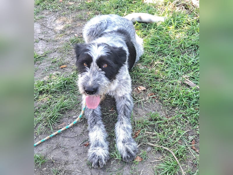 Hündin Hope, möchte Rumänien schnell verlassen