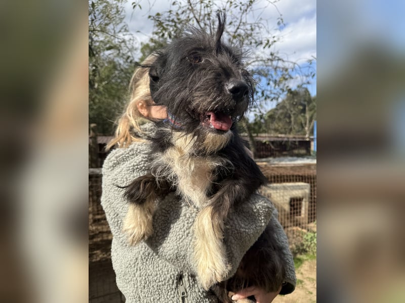 Lidi, fröhliche, aktive Hündin