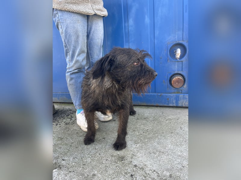 Szálka, zauberhafter junger Rüde