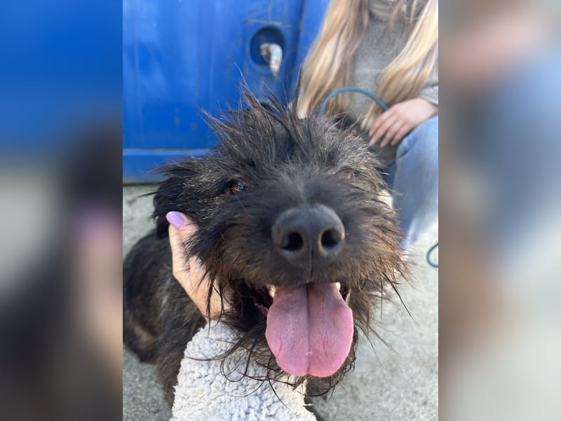 Szálka, zauberhafter junger Rüde