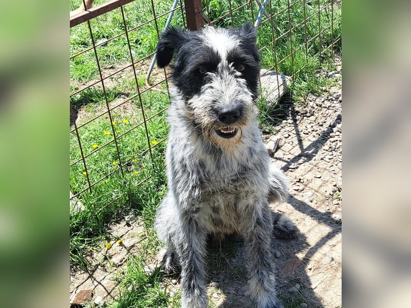 Hündin Hope, möchte Rumänien schnell verlassen