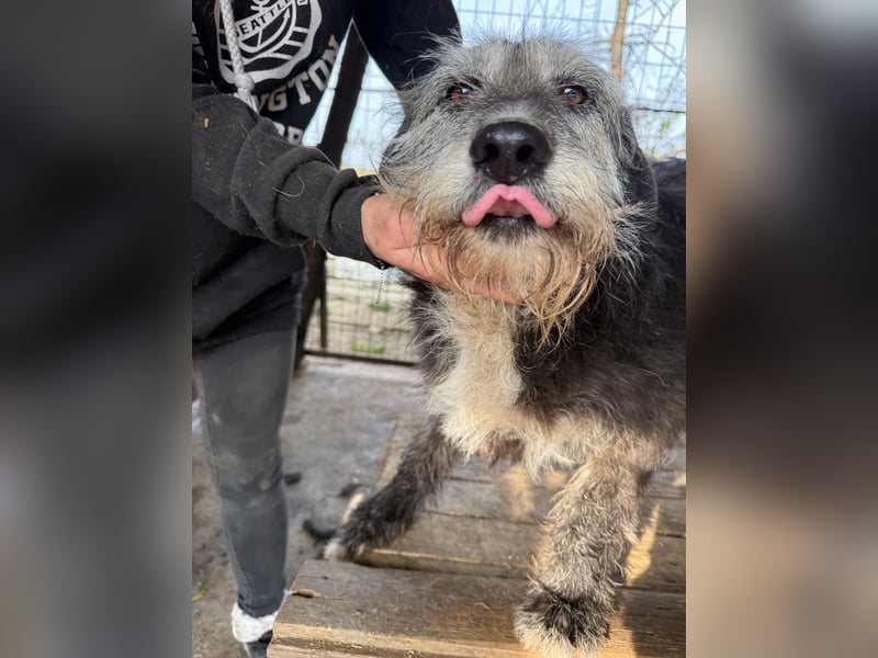 Nyuszi wartet sehnsüchtig auf dich