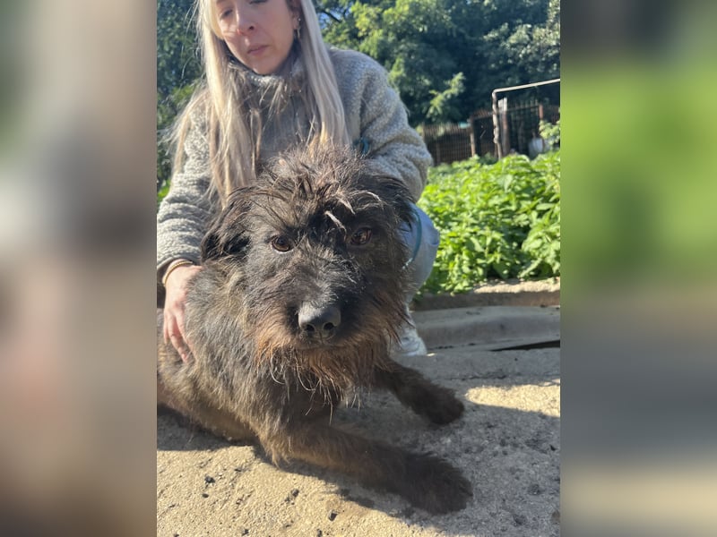 Szálka, zauberhafter junger Rüde