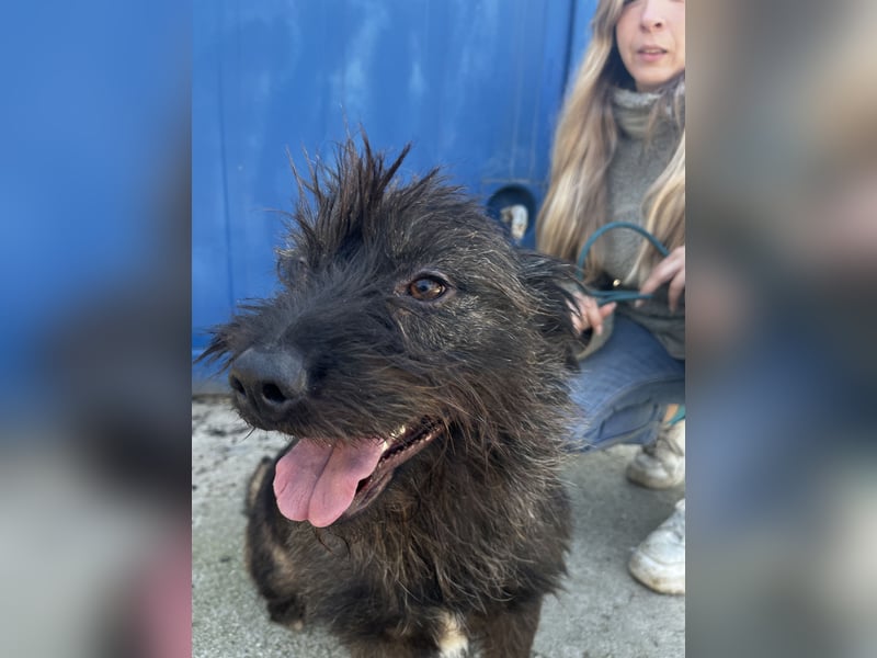 Szálka, zauberhafter junger Rüde