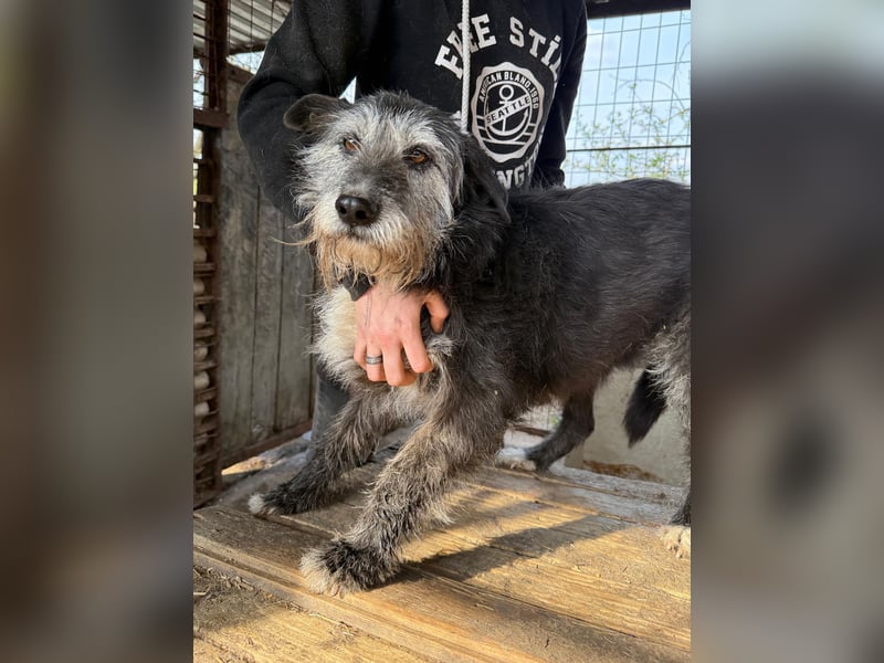 Nyuszi wartet sehnsüchtig auf dich