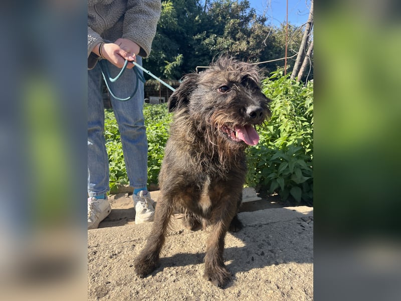 Szálka, zauberhafter junger Rüde