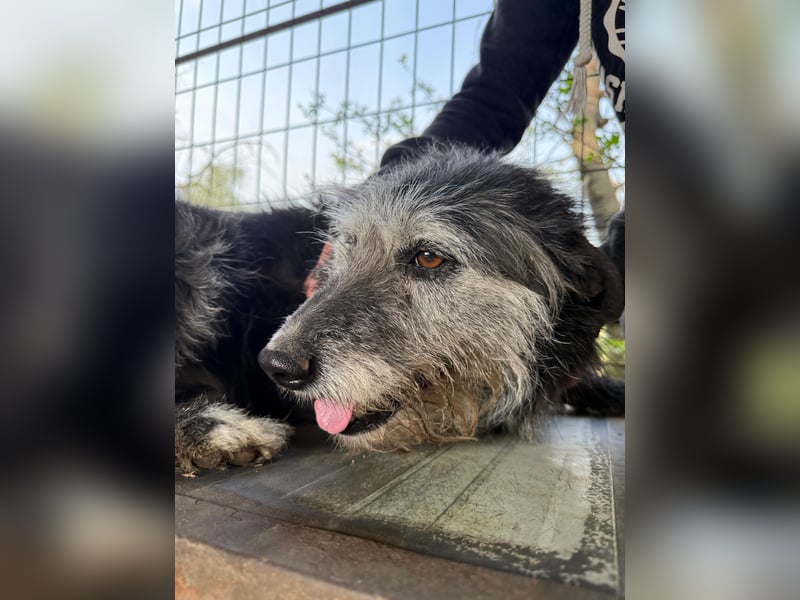 Nyuszi wartet sehnsüchtig auf dich