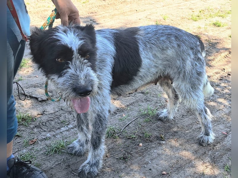 Hündin Hope, möchte Rumänien schnell verlassen