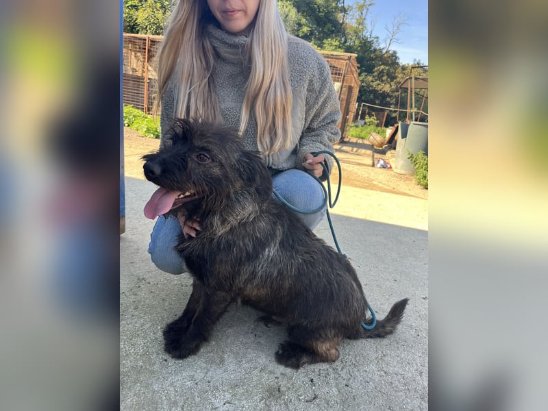 Szálka, zauberhafter junger Rüde