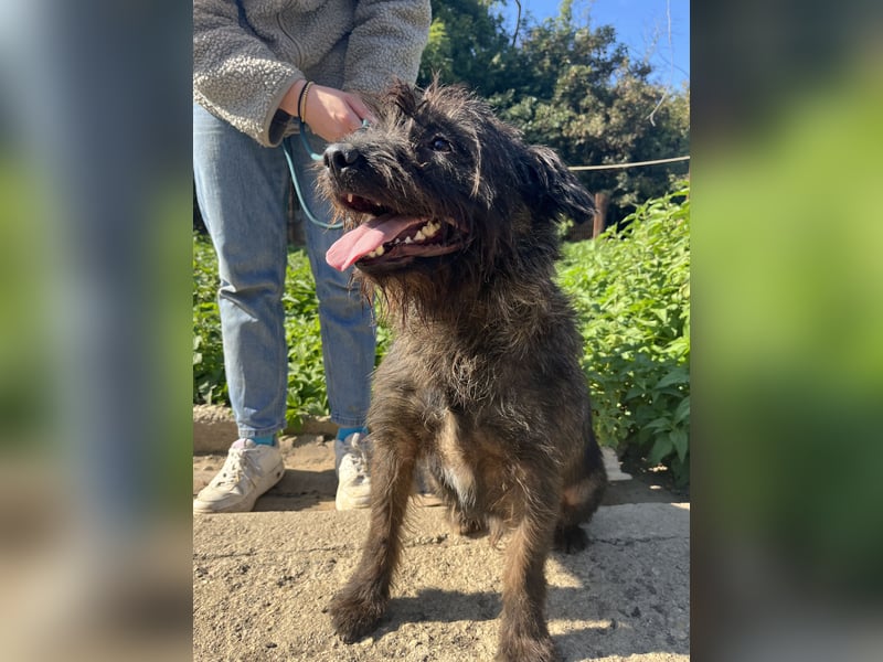 Szálka, zauberhafter junger Rüde