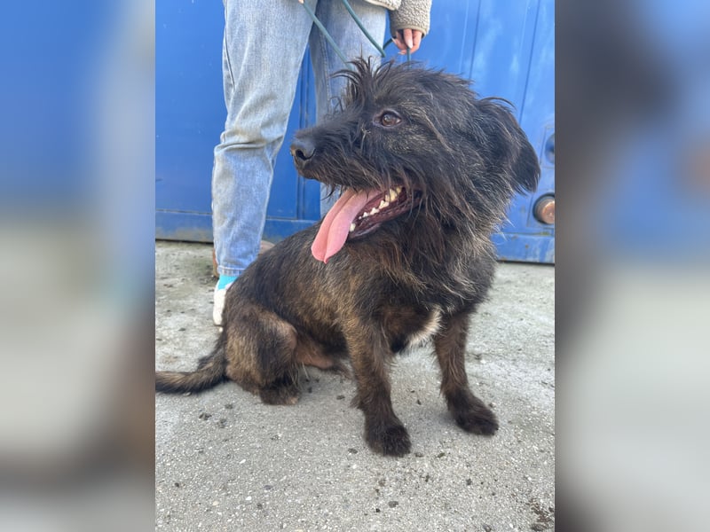 Szálka, zauberhafter junger Rüde