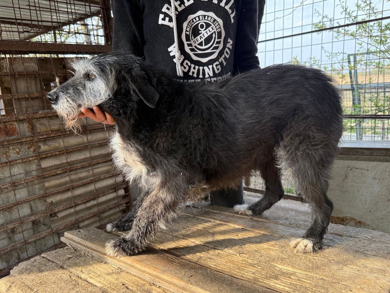 Nyuszi wartet sehnsüchtig auf dich