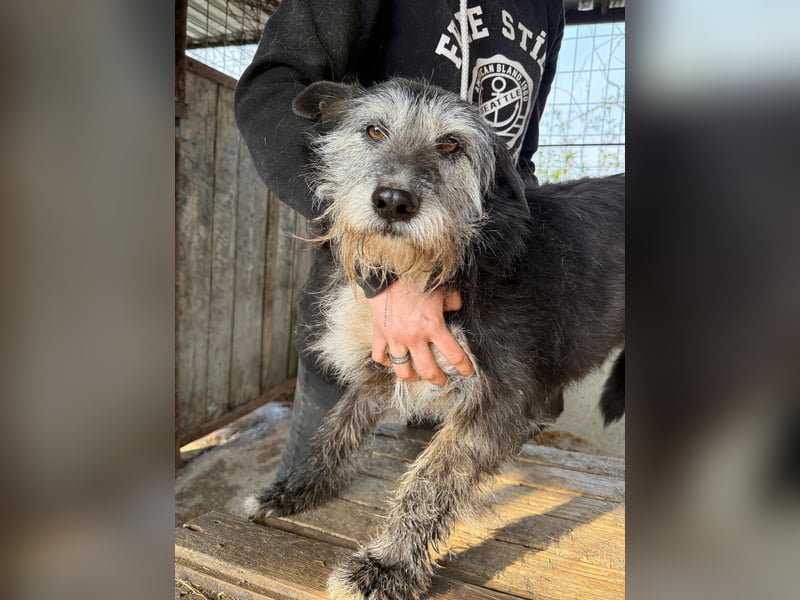 Nyuszi wartet sehnsüchtig auf dich