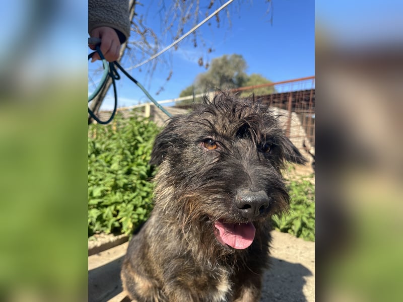 Szálka, zauberhafter junger Rüde