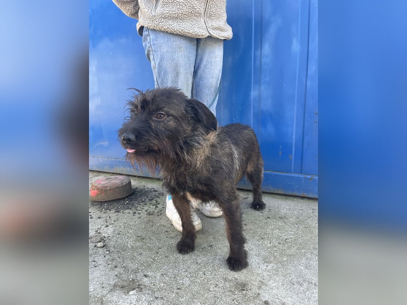 Szálka, zauberhafter junger Rüde