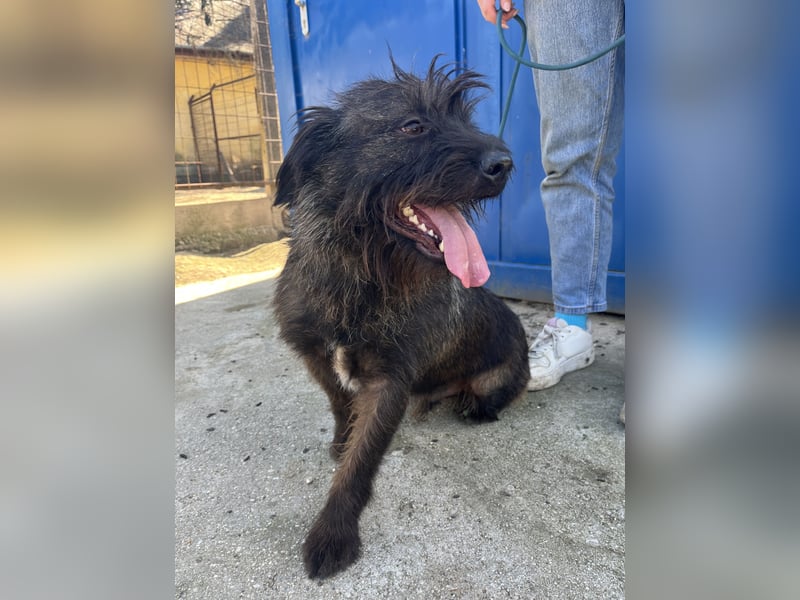 Szálka, zauberhafter junger Rüde