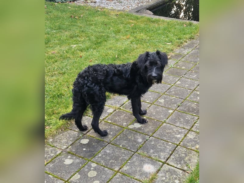 Traumhund Bringa in Essen