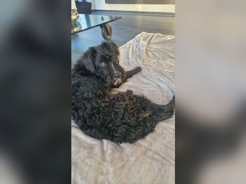 Traumhund Bringa in Essen