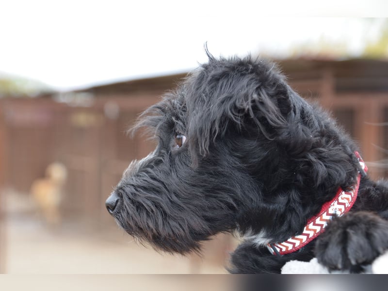 Traumhund Bringa in Essen