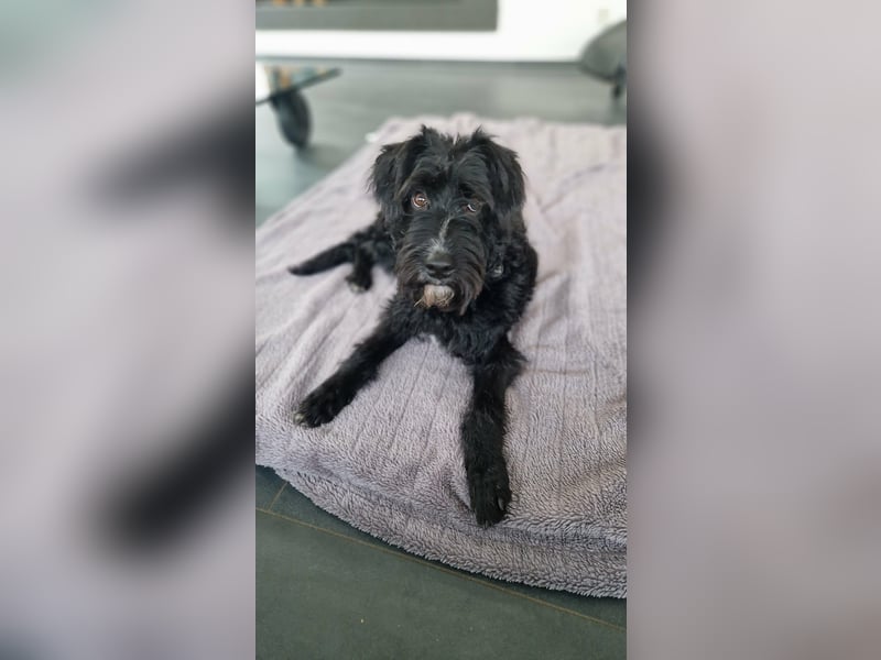 Traumhund Bringa in Essen