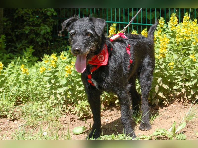 Feliciti - fröhlicher Familienhund - Tierhilfe Franken e.V.