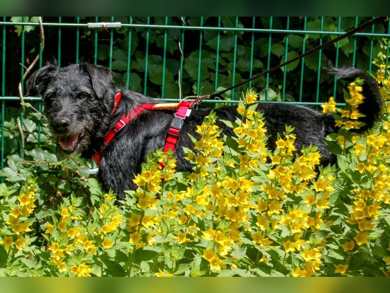 Feliciti - sensible, schlaue junge Hündin - Tierhilfe Franken e.V.