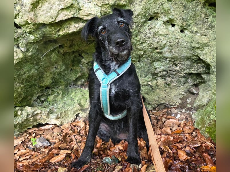 Feliciti - liebevoll und treu - Tierhilfe Franken e.V.