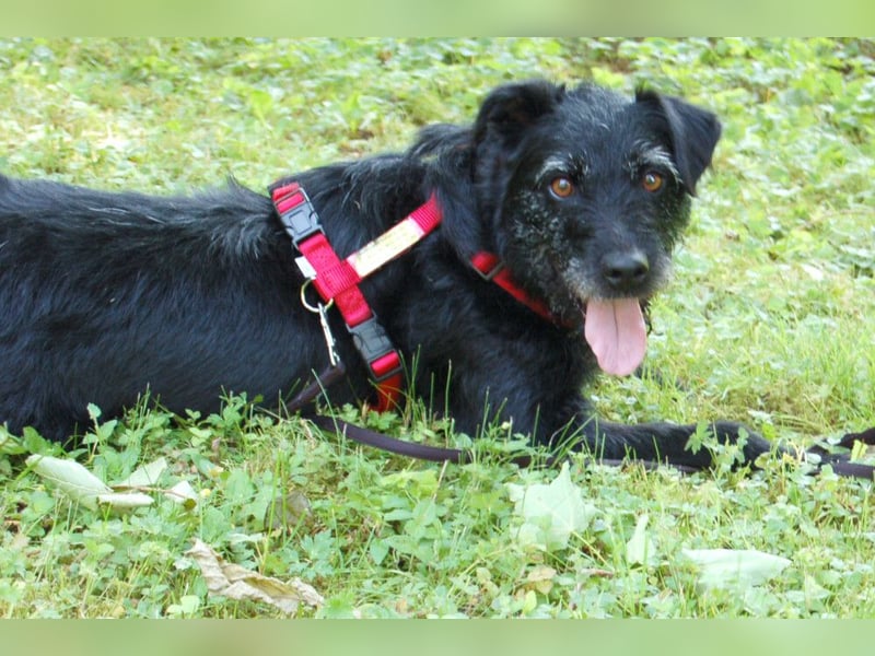 Feliciti - sensible, schlaue junge Hündin - Tierhilfe Franken e.V.