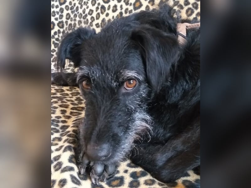 Feliciti - liebevoll und treu - Tierhilfe Franken e.V.