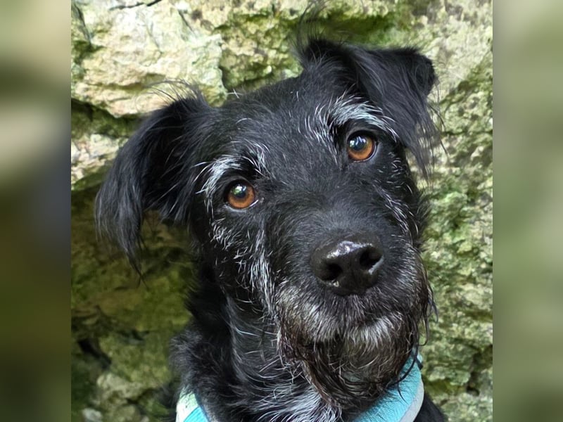 Feliciti - liebevoll und treu - Tierhilfe Franken e.V.