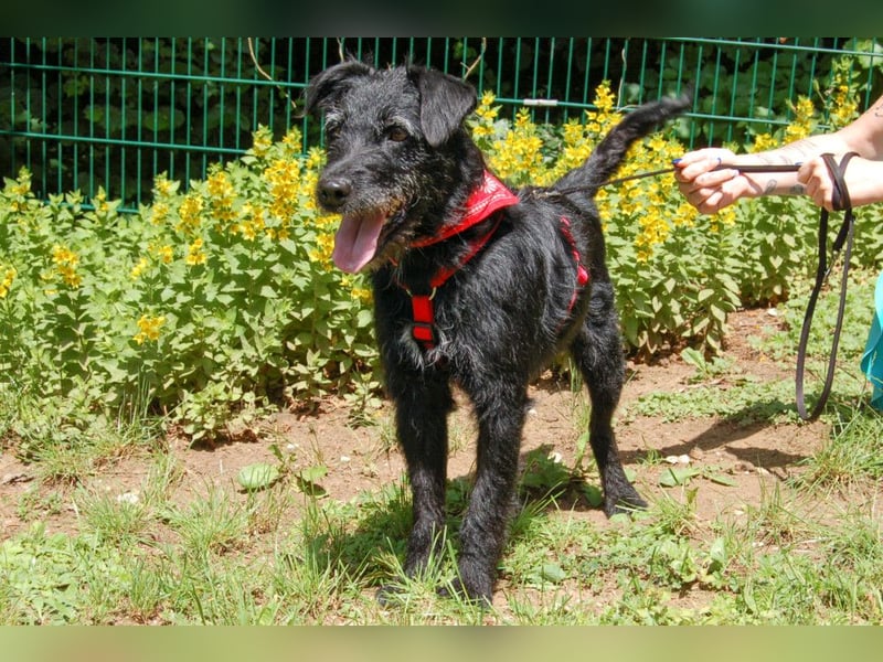 Feliciti - sensible, schlaue junge Hündin - Tierhilfe Franken e.V.