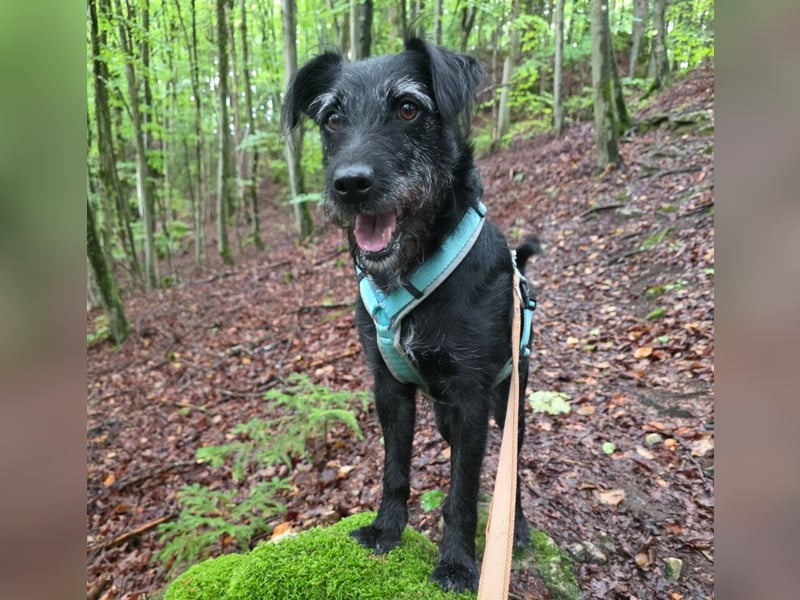 Feliciti - liebevoll und treu - Tierhilfe Franken e.V.
