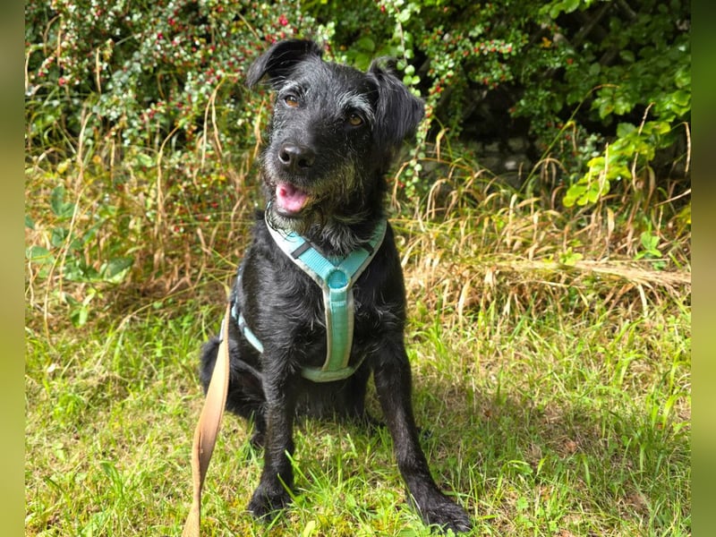 Feliciti - sensible, schlaue junge Hündin - Tierhilfe Franken e.V.