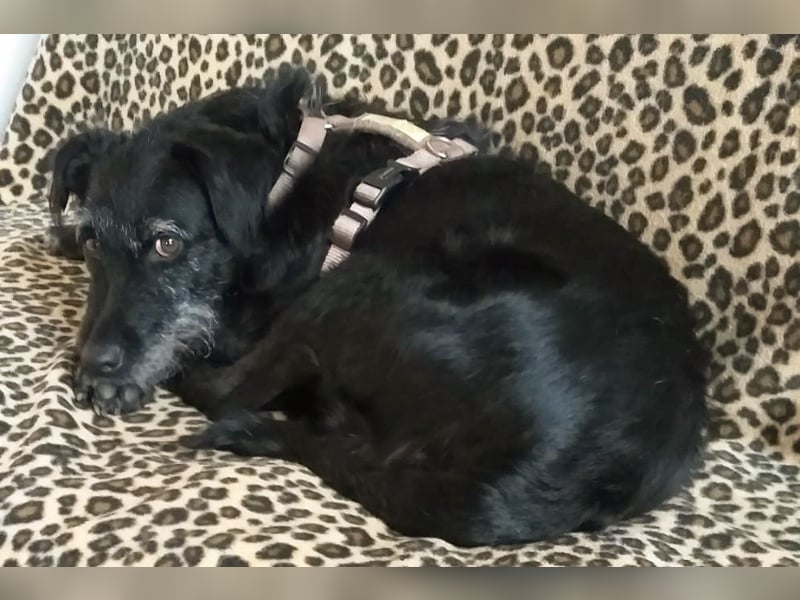 Feliciti - sensible, schlaue junge Hündin - Tierhilfe Franken e.V.