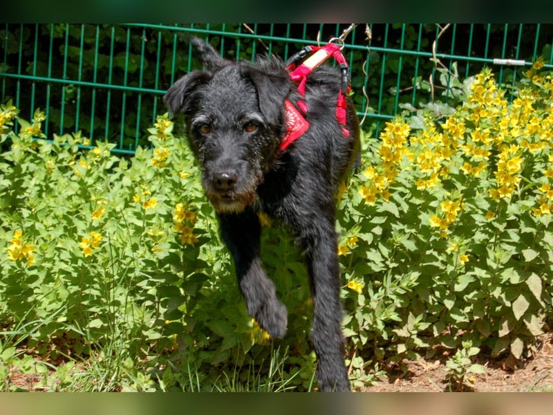 Feliciti - sensible, schlaue junge Hündin - Tierhilfe Franken e.V.