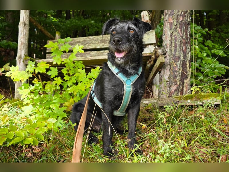 Feliciti - sensible, schlaue junge Hündin - Tierhilfe Franken e.V.