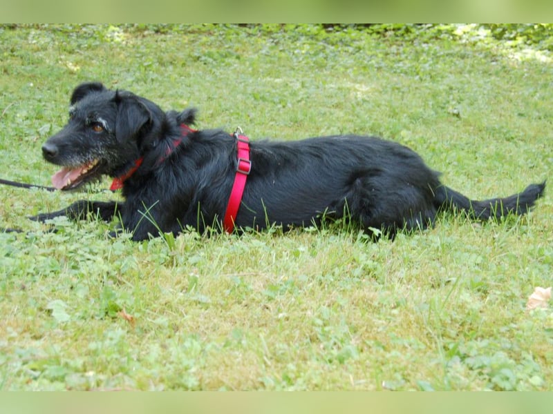 Feliciti - sensible, schlaue junge Hündin - Tierhilfe Franken e.V.