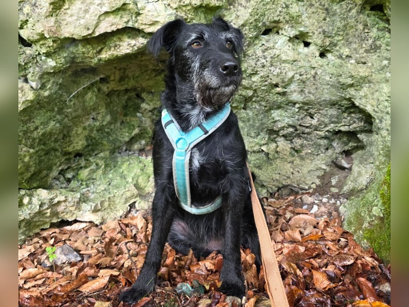 Feliciti - sensible, schlaue junge Hündin - Tierhilfe Franken e.V.