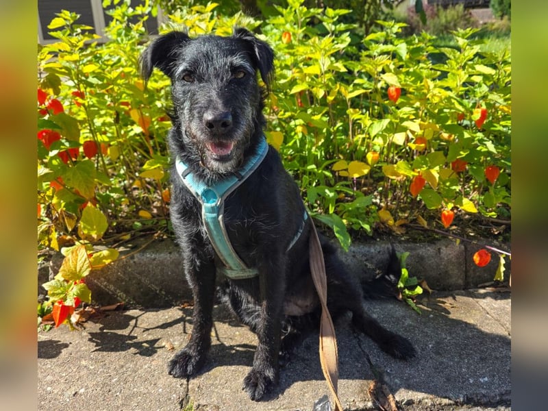 Feliciti - sensible, schlaue junge Hündin - Tierhilfe Franken e.V.