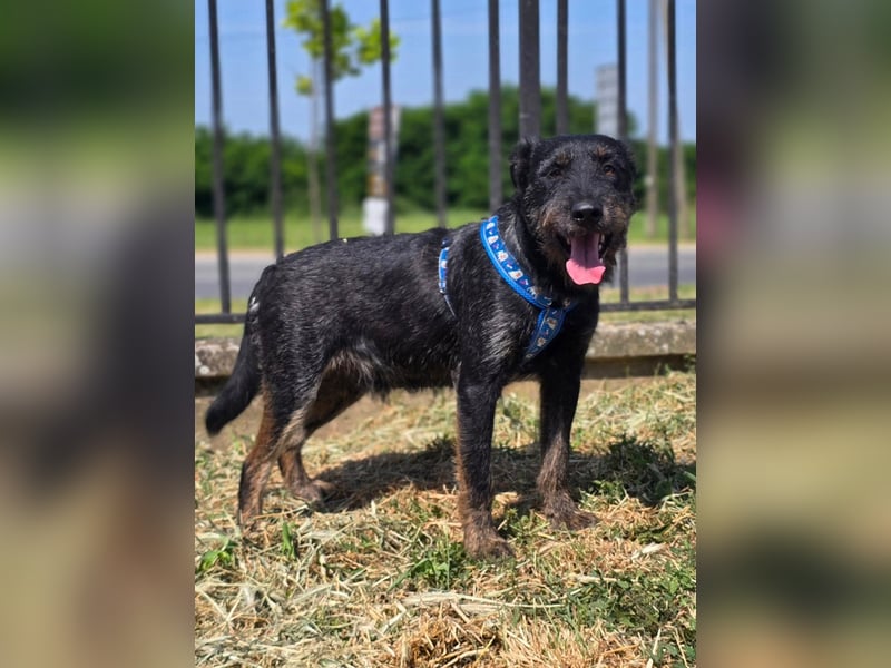 Roby, junger Schnauzermischling sucht sein Glück Roby, junger Schnauzermischling sucht sein Glück