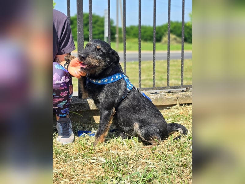 Roby, junger Schnauzermischling sucht sein Glück Roby, junger Schnauzermischling sucht sein Glück