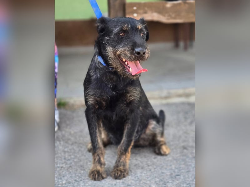 Roby, junger Schnauzermischling sucht sein Glück Roby, junger Schnauzermischling sucht sein Glück