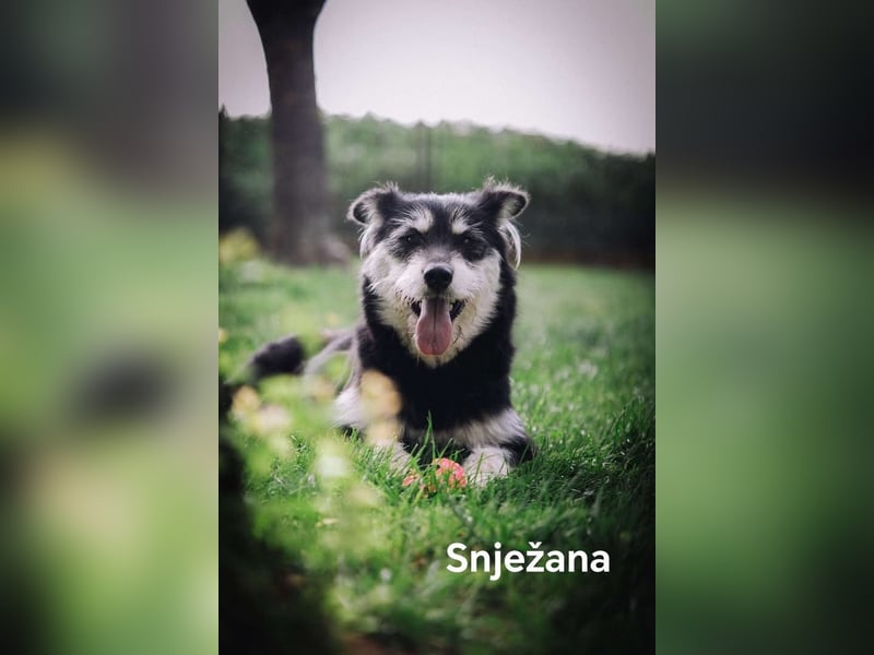 Snježana, Freude pur