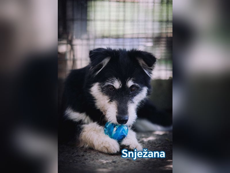 Snježana, Freude pur
