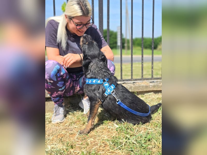 Roby, junger Schnauzermischling sucht sein Glück Roby, junger Schnauzermischling sucht sein Glück