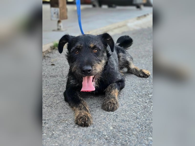 Roby, junger Schnauzermischling sucht sein Glück Roby, junger Schnauzermischling sucht sein Glück