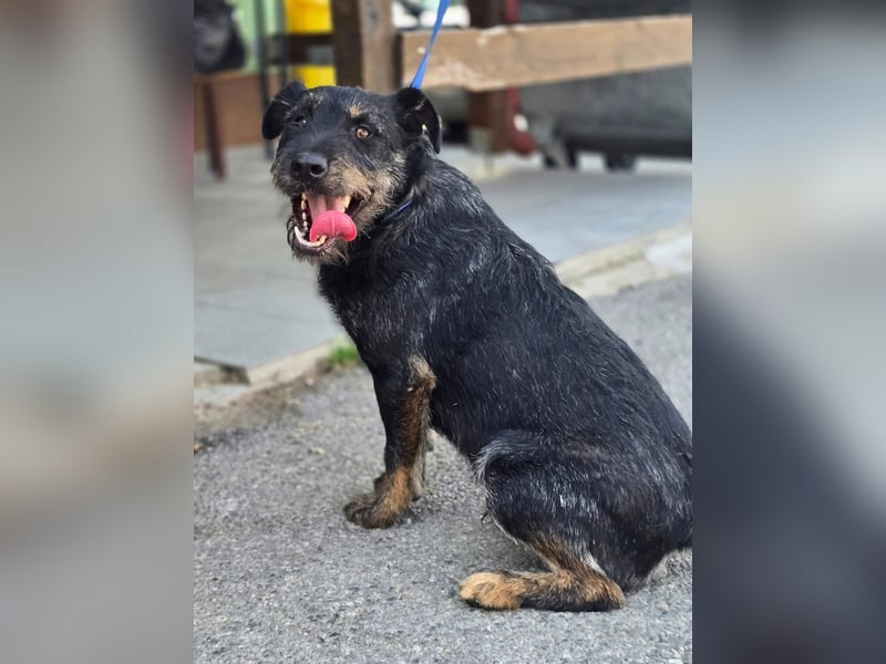 Roby, junger Schnauzermischling sucht sein Glück Roby, junger Schnauzermischling sucht sein Glück