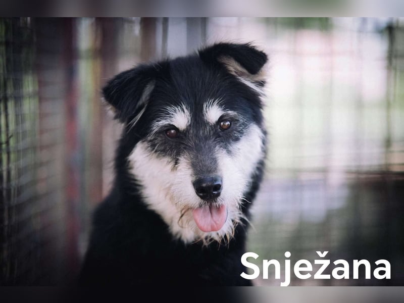 Snježana, Freude pur