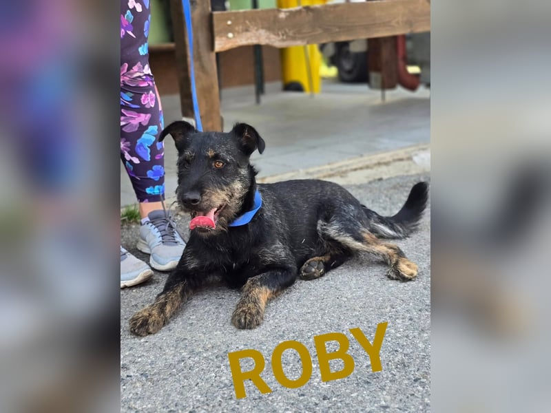 Roby, junger Schnauzermischling sucht sein Glück Roby, junger Schnauzermischling sucht sein Glück