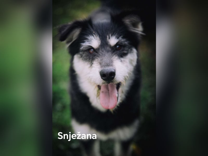 Snježana, Freude pur